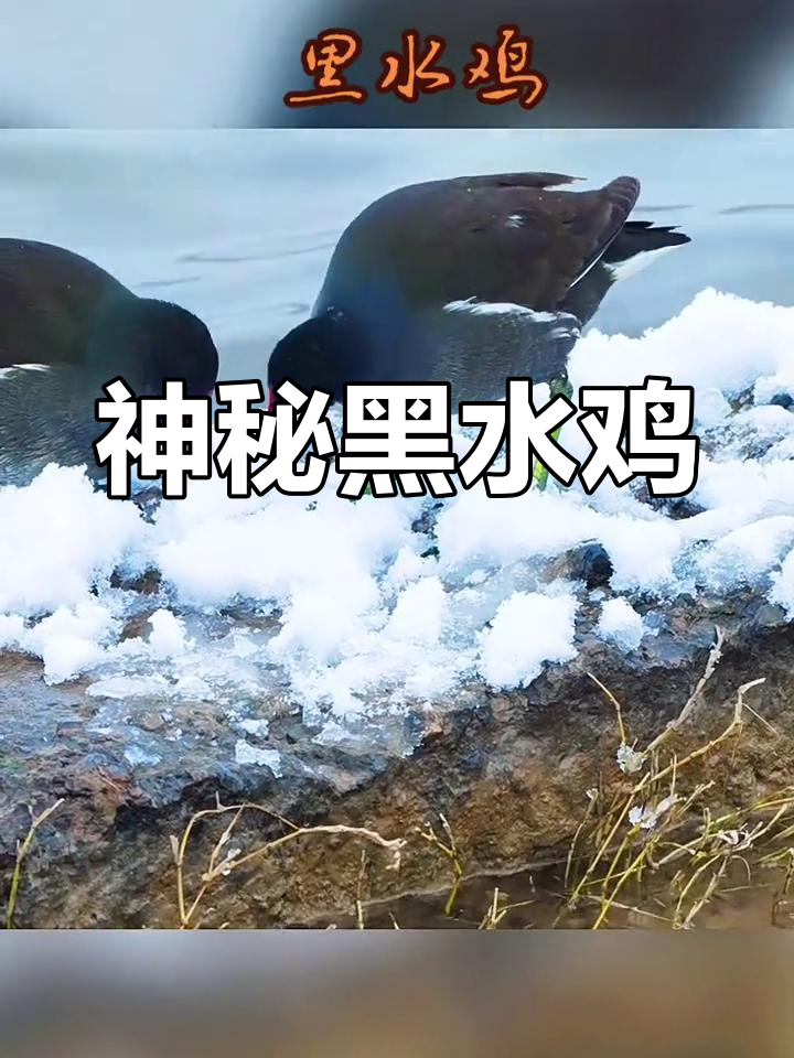 黑水鸡与红嘴鸟,白纹身青爪尽显神奇魅力