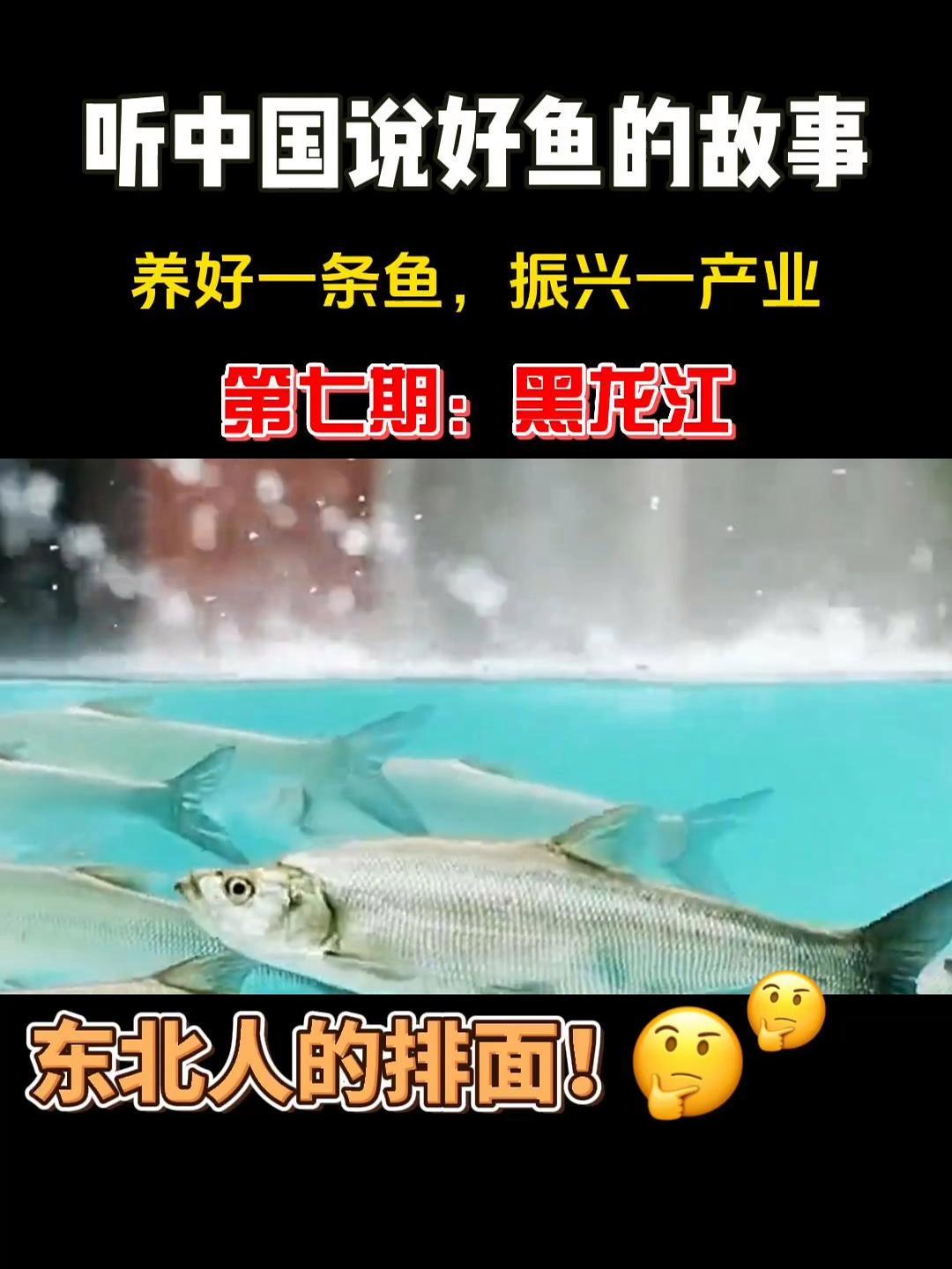 北大荒?不!被誉为“中国四大淡水名鱼”、“边塞三珍”的兴凯湖大白鱼就是东北人的排面!听中国