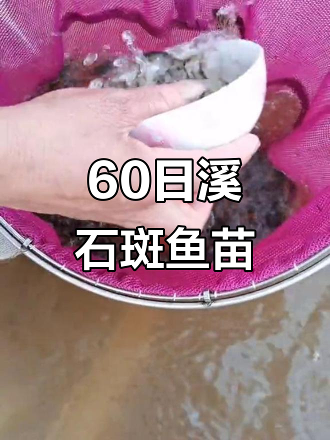 60天溪石斑鱼苗,301条一斤轻松养