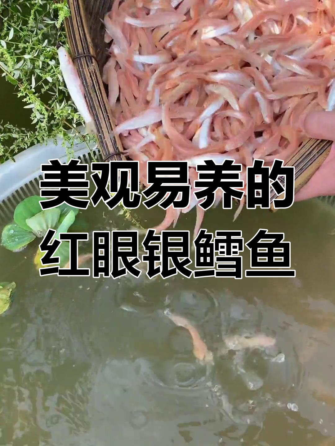 红眼银鳕鱼:好看又好养的四大家鱼之一