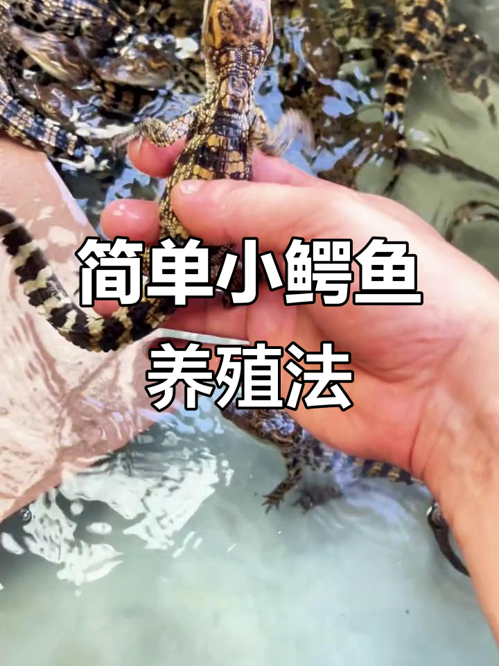 小鳄鱼饲养技巧:深水浅水都能养,季节选择很重要