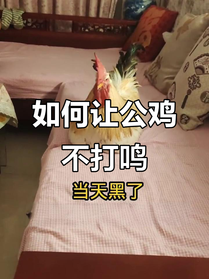 公鸡打鸣太早了怎么办?教你几招让它安静下来