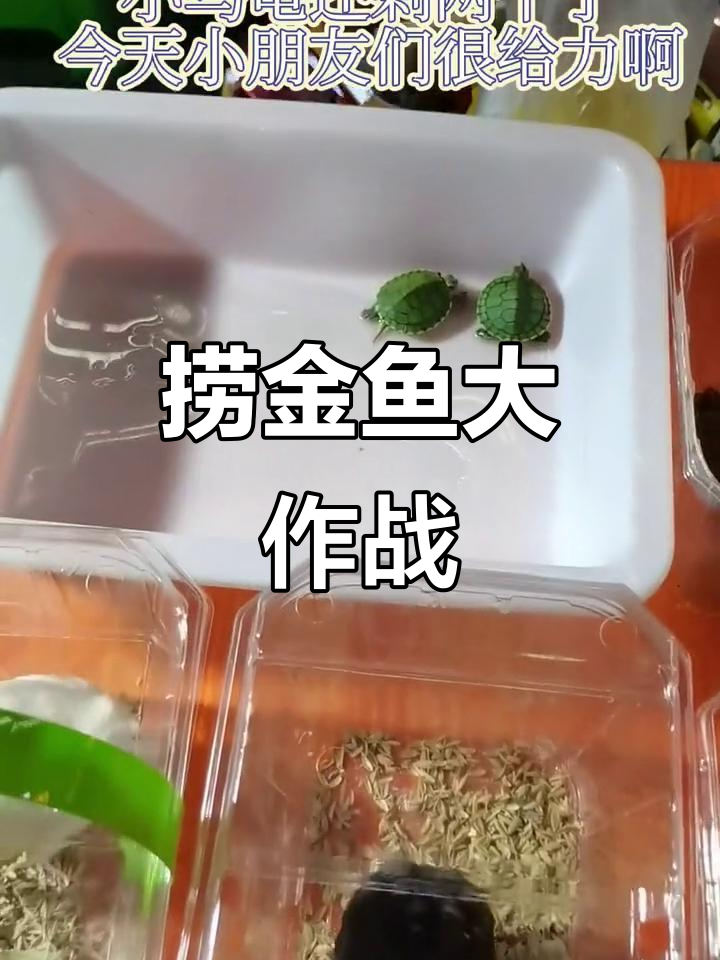 小朋友和家长们今天超给力,捞金鱼游戏火爆全场