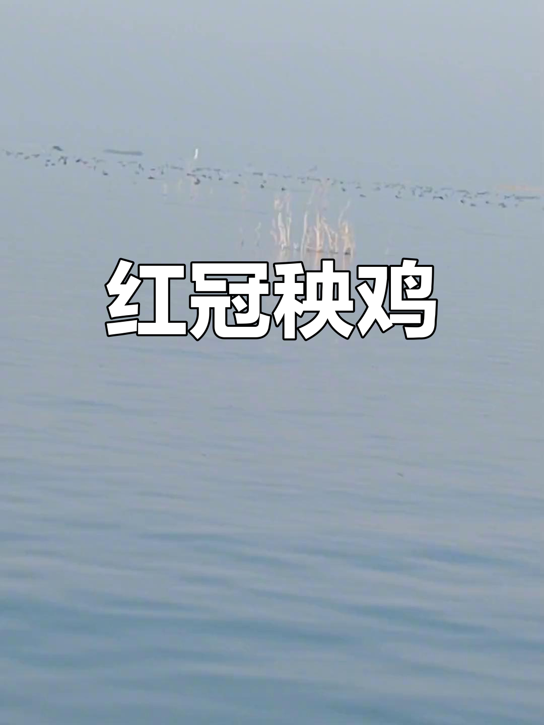 常见水鸟,红冠秧鸡,俗称张鸡子