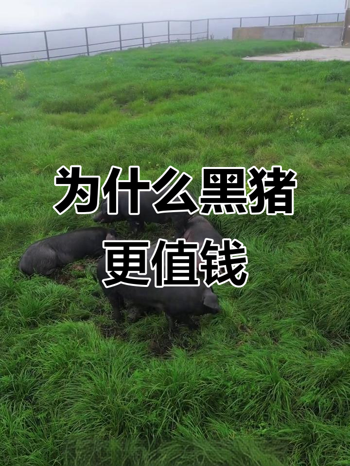 黑猪肉为何比白肉贵?营养与口感双高,值得一试