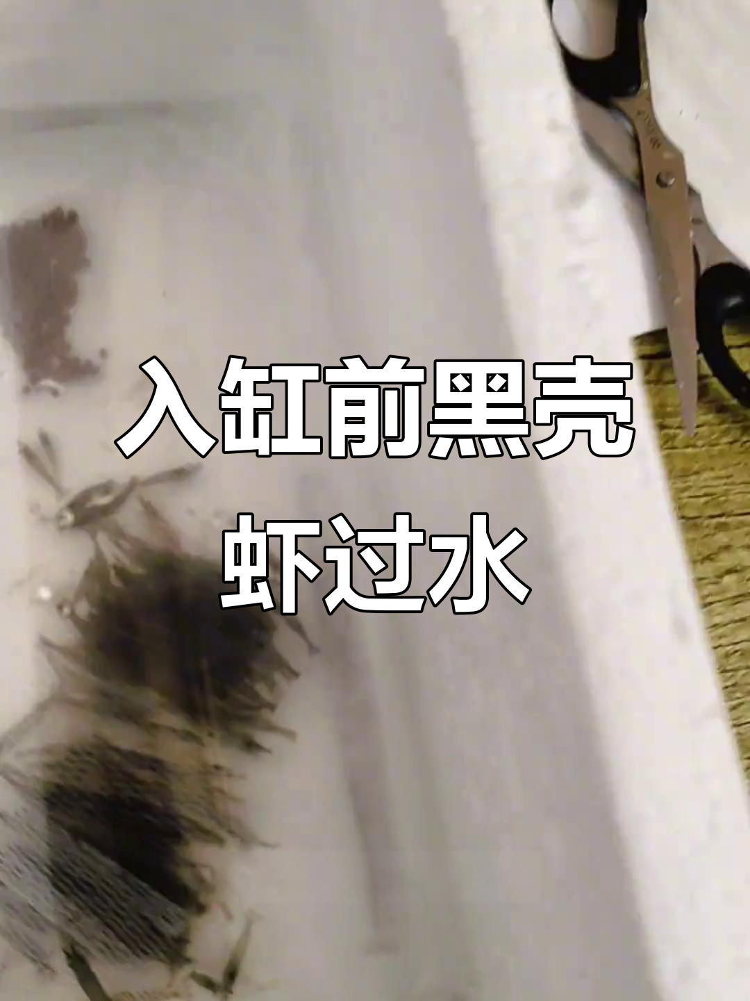 黑壳虾入缸前过水技巧,避免死虾的关键步骤
