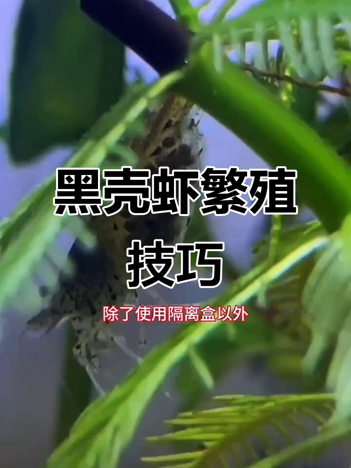 黑壳虾抱卵后如何繁殖?这些技巧你必须知道