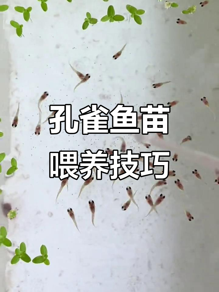 小鱼苗刚出生怎么喂?丰癫虾让它们快速成长