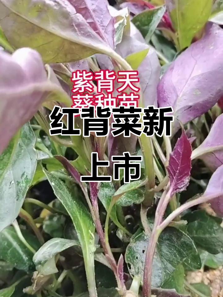四季红背菜,紫背天葵盆栽蔬菜,0.2斤新鲜上市