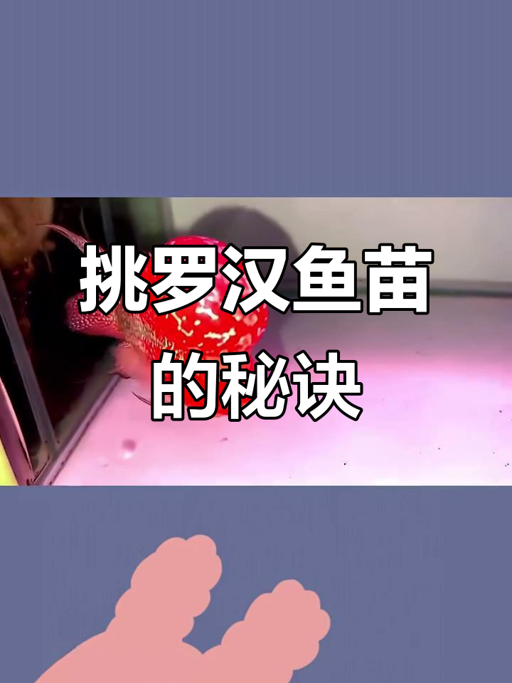 如何挑选罗汉鱼苗?选对未来潜力股