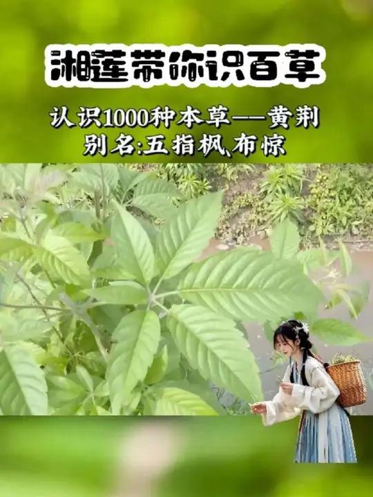 黄荆你认识吗?你知道它有什么用途吗