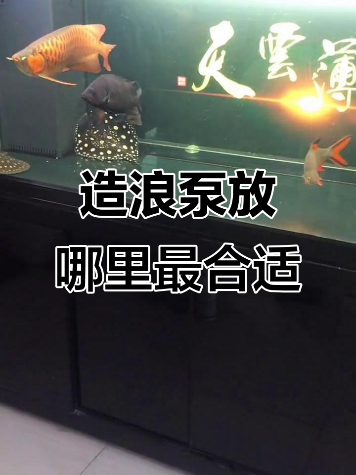 造浪泵放置技巧,如何让鱼缸水流更合理