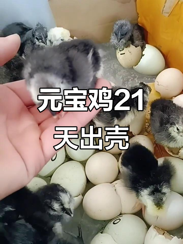 元宝鸡与鹌鹑蛋一起孵化,21天出壳的小可爱们