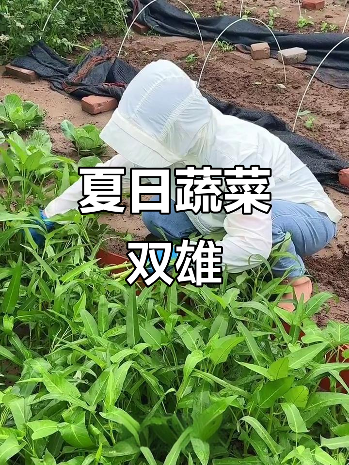 伏天蔬菜推荐:空心菜与苋菜,耐热又营养!
