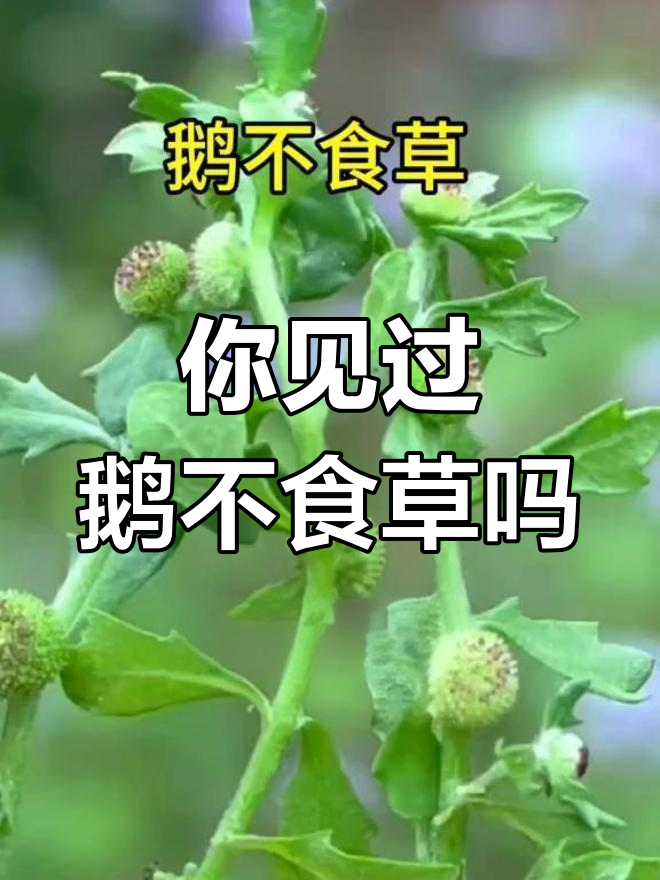 鹅不食草:农村常见却鲜为人知的奇特植物,你认识吗?