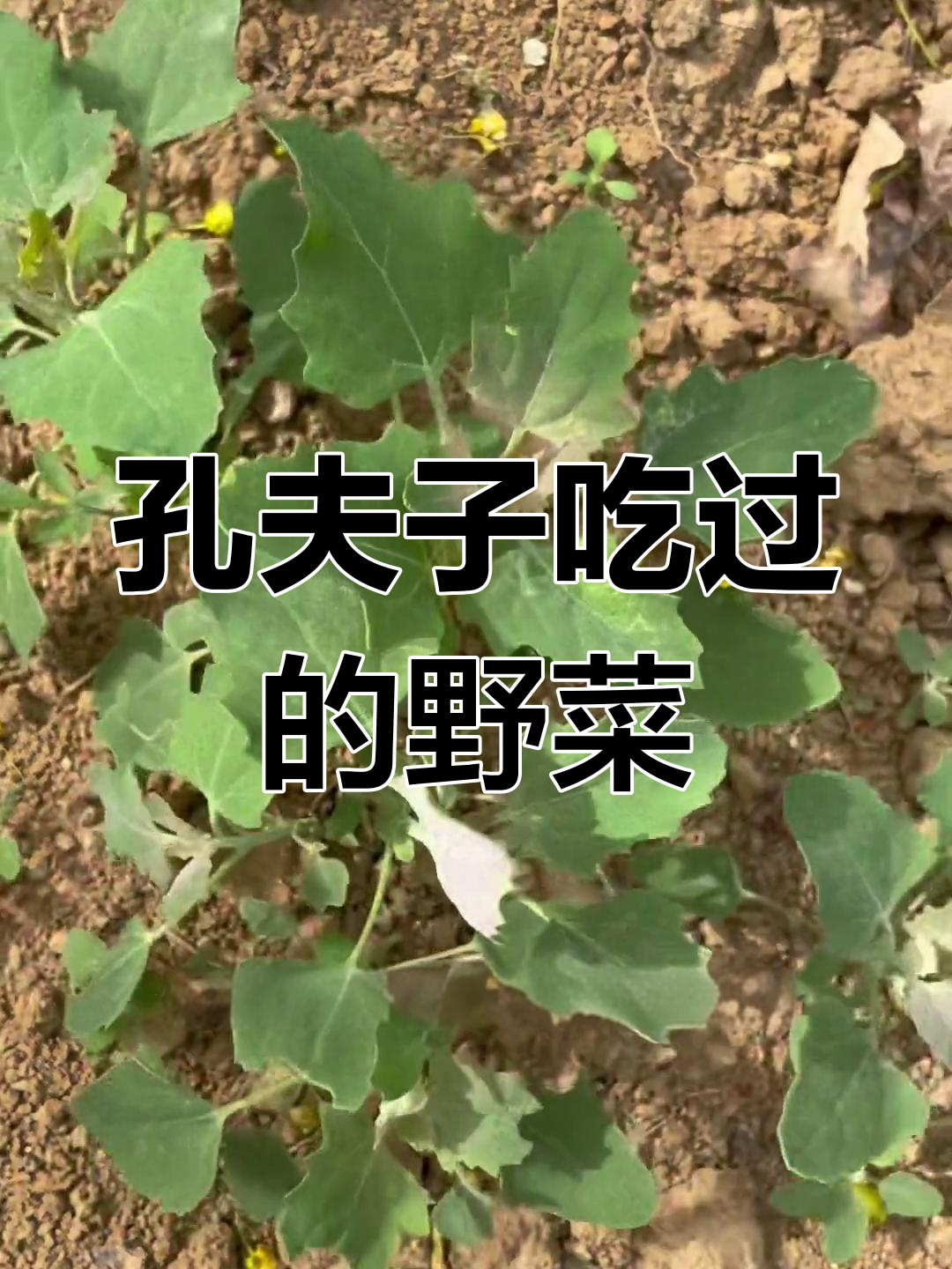 灰灰菜,孔子曾食之野味,各地叫法各不同