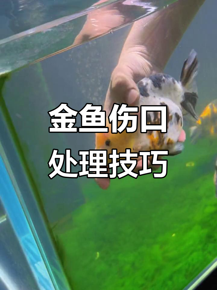 兰寿金鱼受伤怎么办?黄粉涂抹轻松治愈