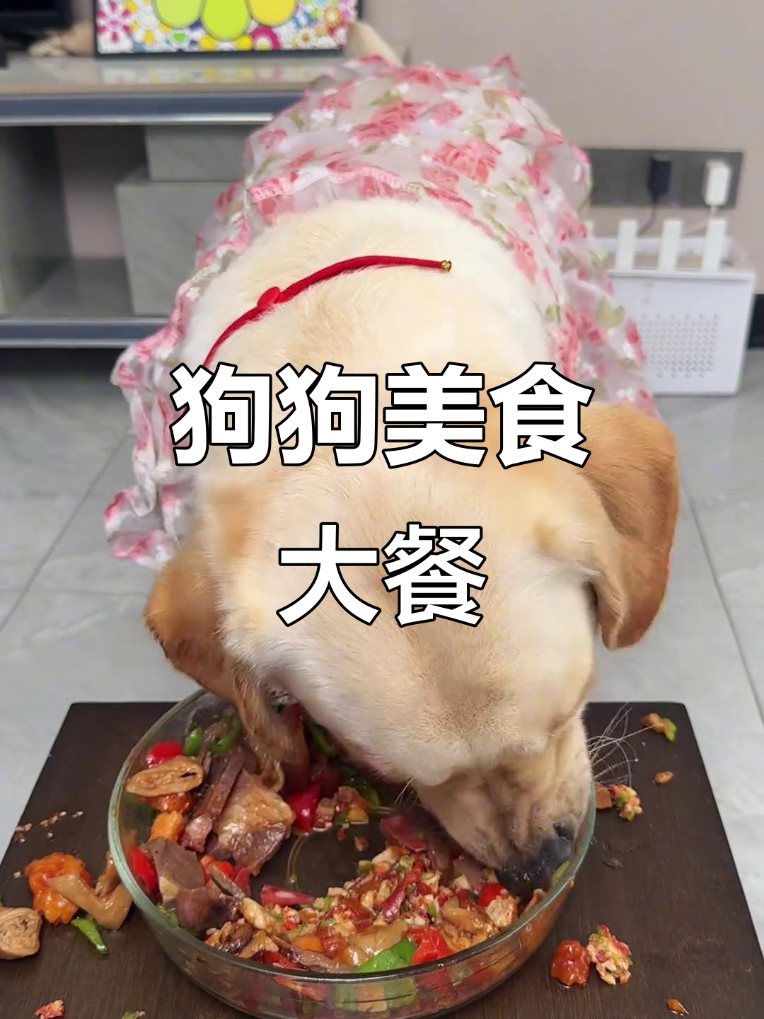 狗狗吃播:肉夹馍、炸鸡排、三文鱼刺身,萌宠大快朵颐