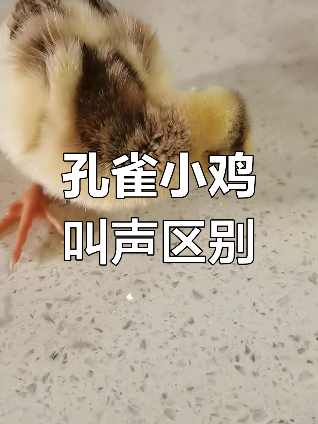 孔雀幼崽与鸡崽的差异对比