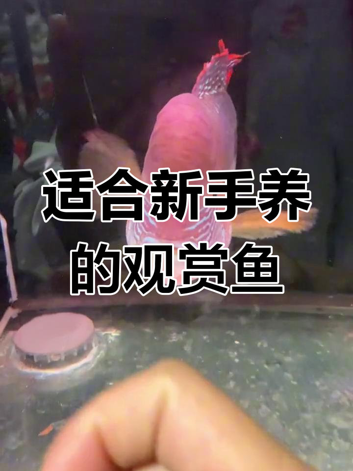 玉面皇冠鱼:单养有趣,混养稳定