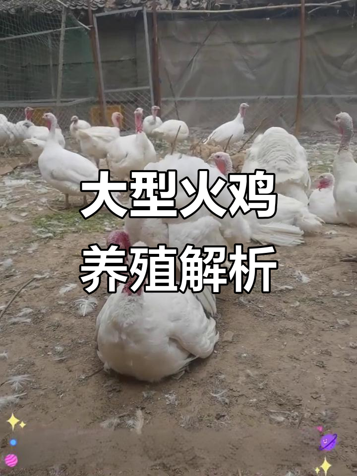 尼古拉七百系火鸡与五百系青铜火鸡养殖揭秘