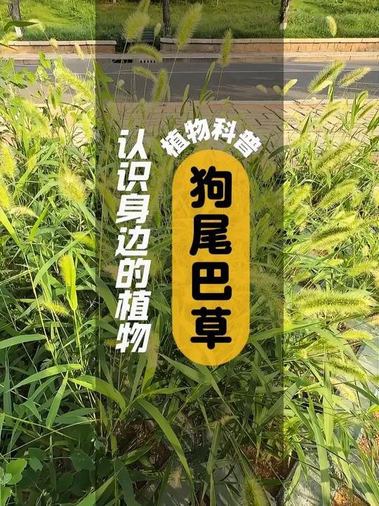 狗尾巴草 I 植物科普 狗尾巴草,别名狗尾草,属禾本科 狗尾草属一年生草本植物。根为须状 