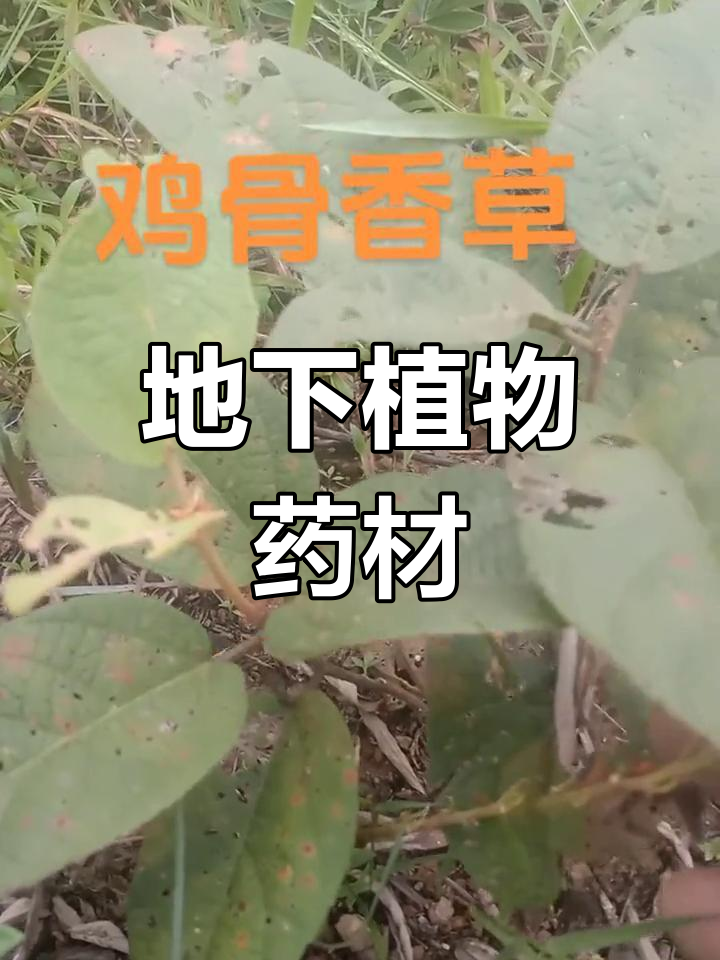 大山深处的鸡骨香根
