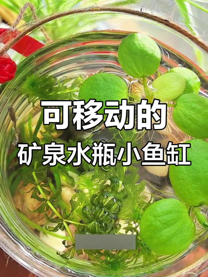 移动式矿泉水桶生态鱼缸制作全攻略,简单又有趣