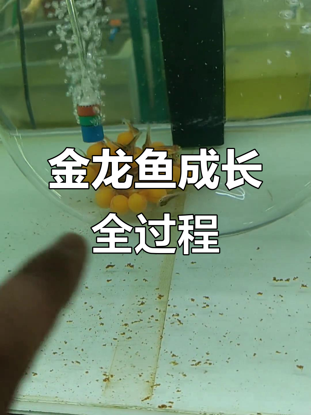 龙鱼从小苗到成鱼的成长过程，揭秘孵化技巧