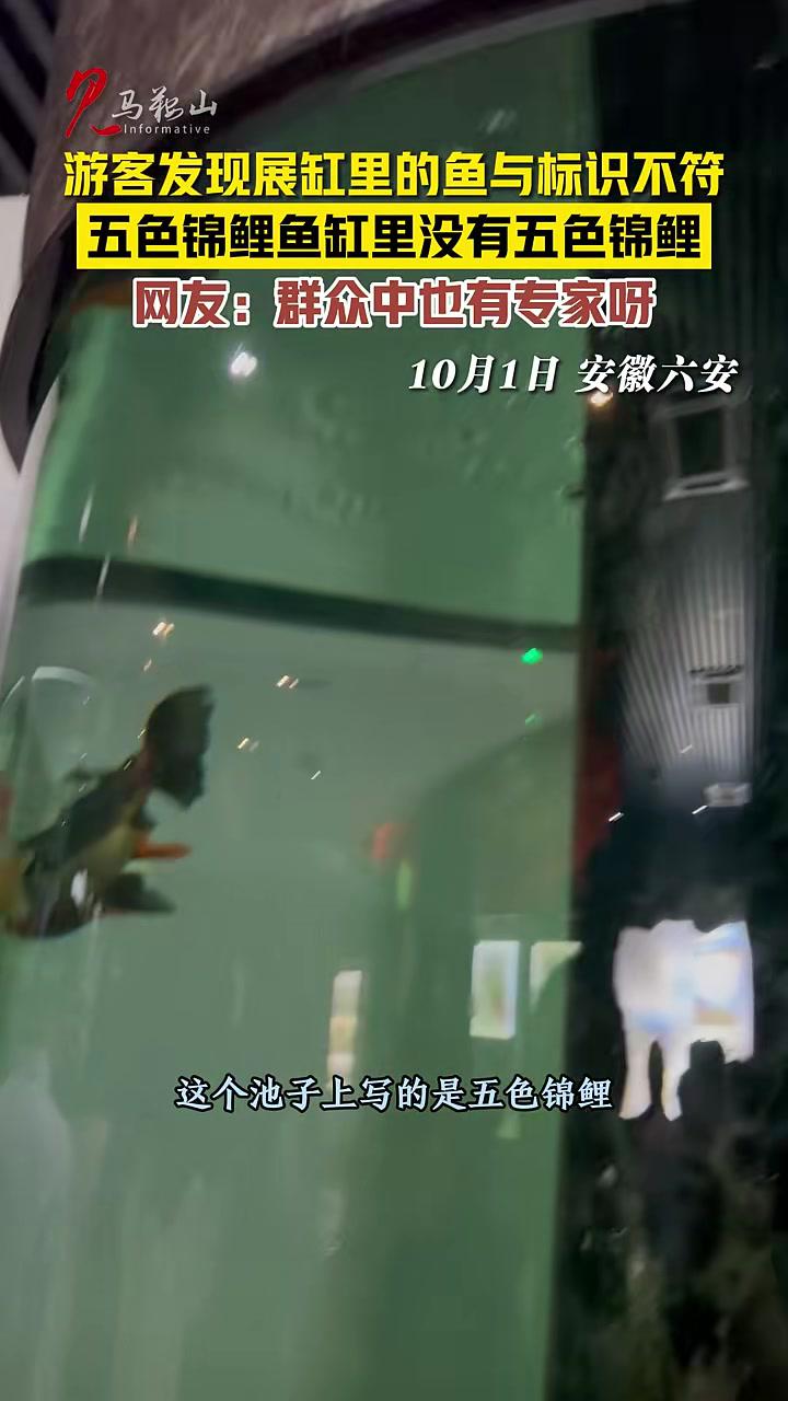 游客发现展缸里的鱼与标识不符,五色锦鲤鱼缸里没有五色锦鲤。网友:群众中也有专家呀(记者:申