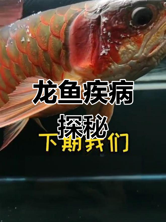 龙鱼健康谜团:白色絮状物是什么?