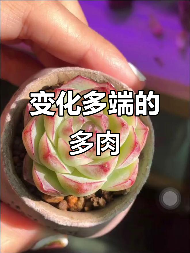 多肉植物的变化,每天都有新惊喜