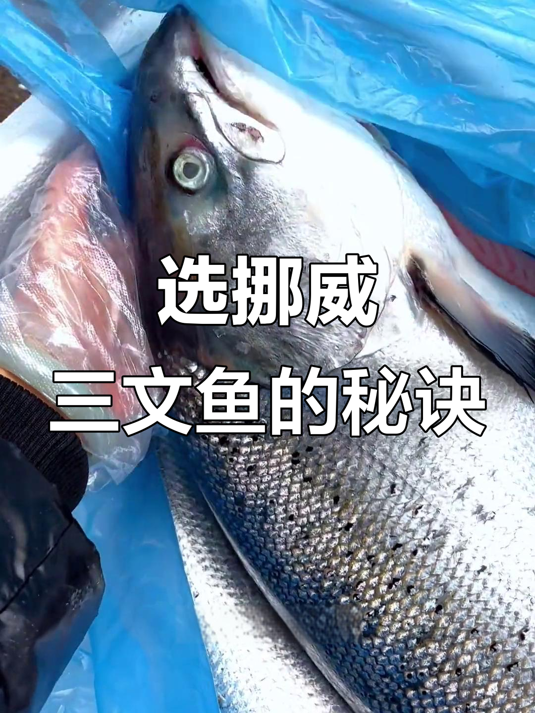 挪威特优三文鱼，新鲜度满分！教你如何挑选优质冰鲜大西洋鲑