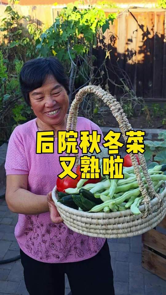 后院秋冬菜也丰收啦