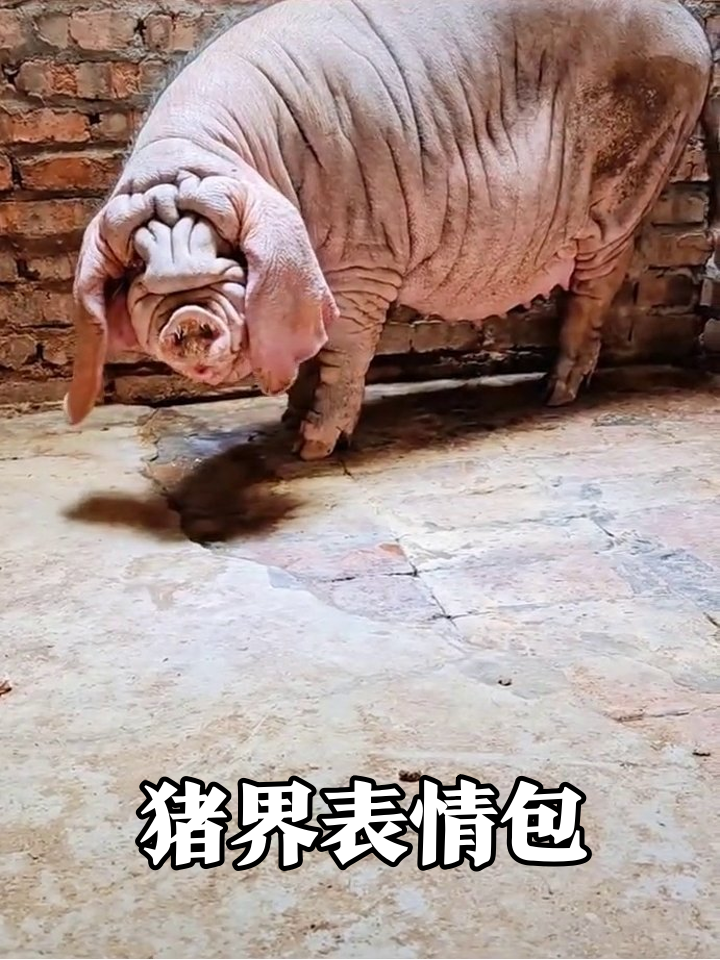 满脸褶子像没睡醒!这猪凭颜值火出圈