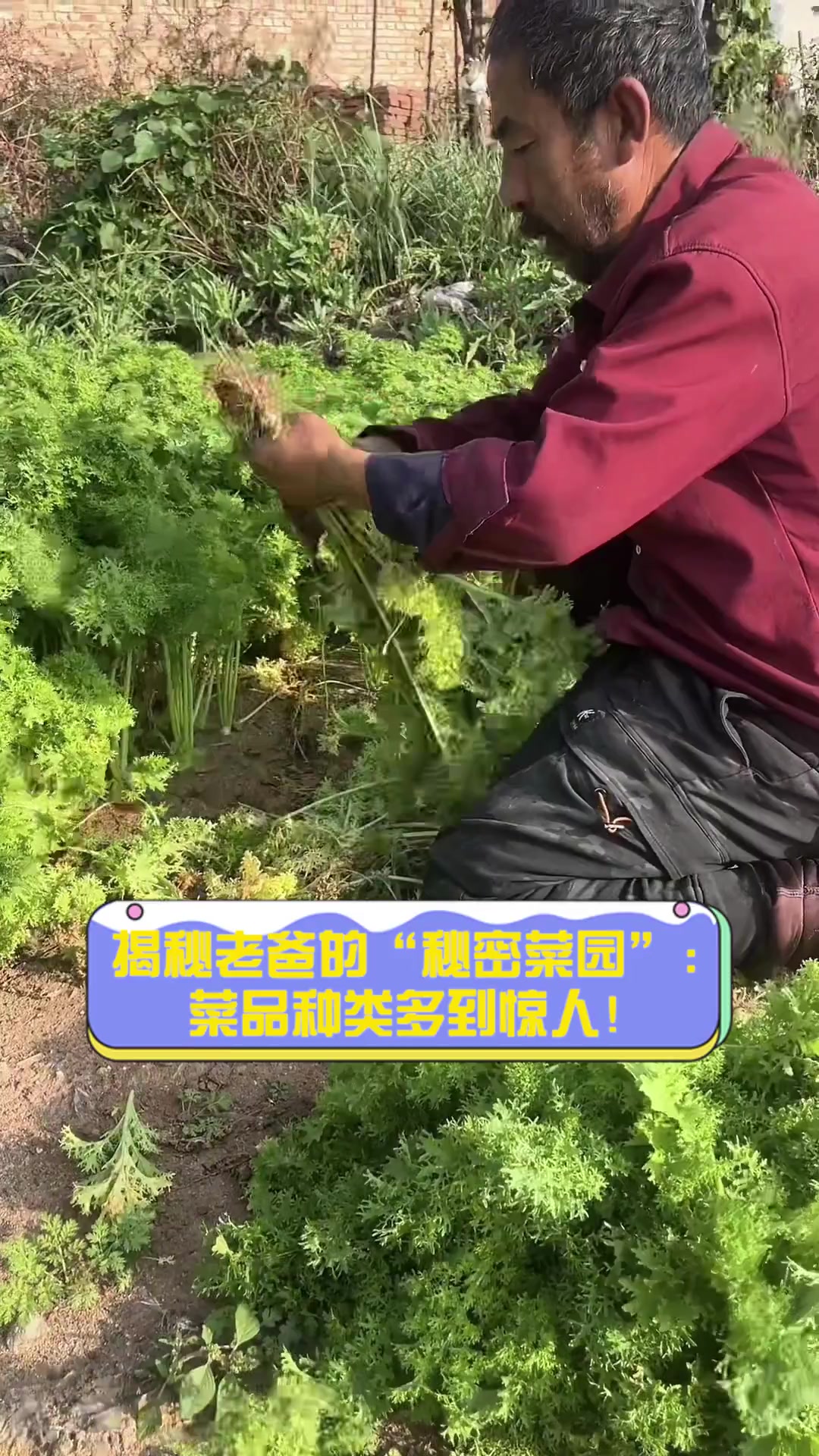 揭秘老爸的“秘密菜园”:菜品种类多到惊人!