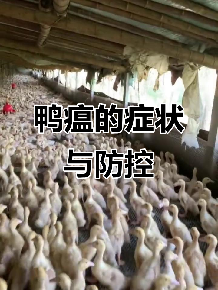 鸭瘟:高死亡率急性传染病,症状与防治方法全解析