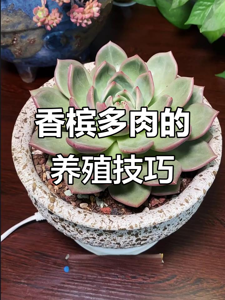 如何正确养护香槟多肉,避免常见问题