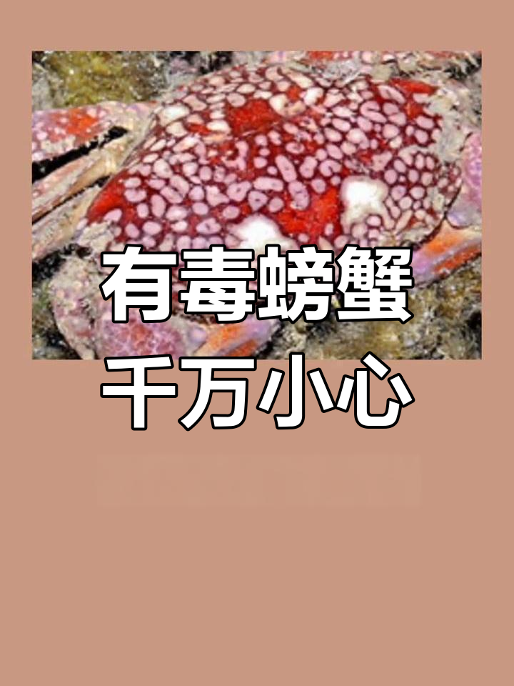 螃蟹虽美味,但四种有毒千万别乱吃!