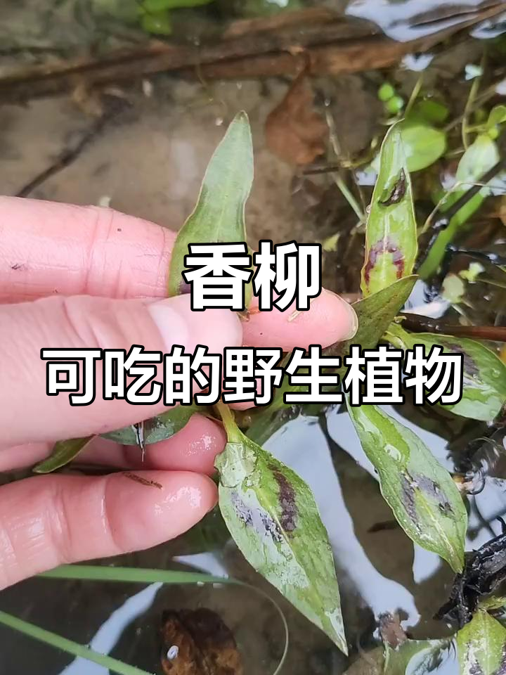 这不是野草!香柳做菜也能吃,还能当盆景