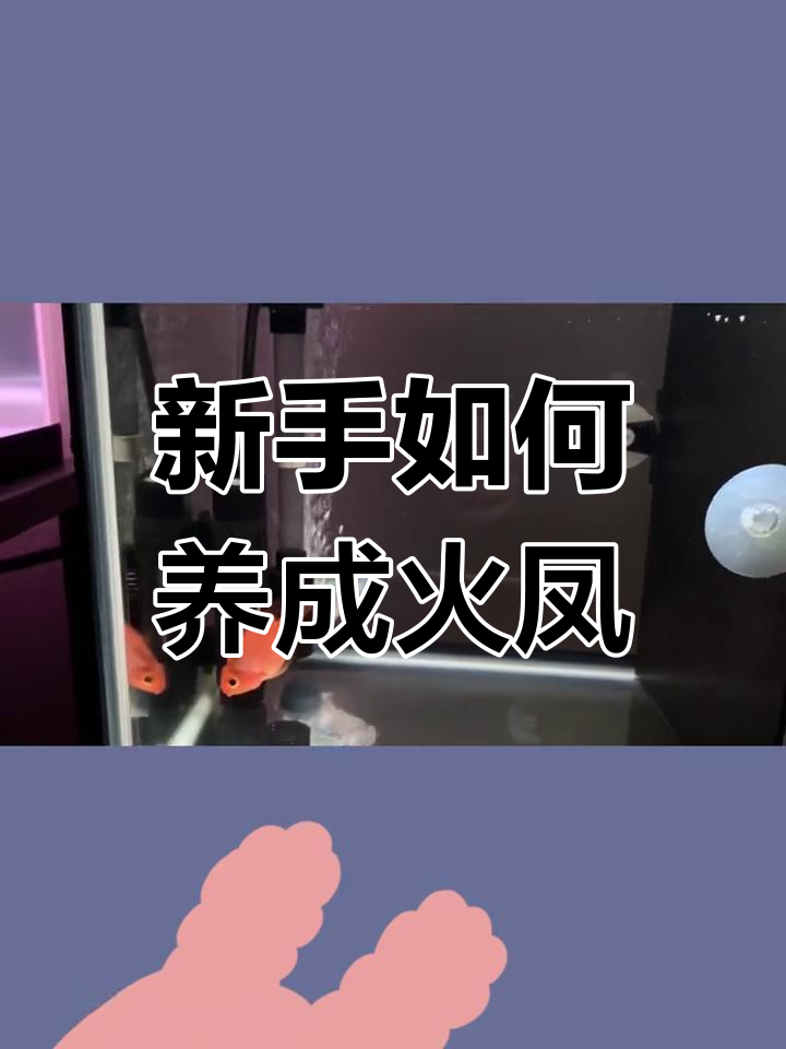 火凤凰罗汉鱼退沙后的蜕变,新手也能养得如此出色