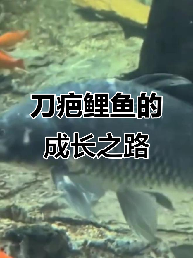 刀疤鲤鱼逆袭,曾被巨骨舌鱼保护如今独挡一面