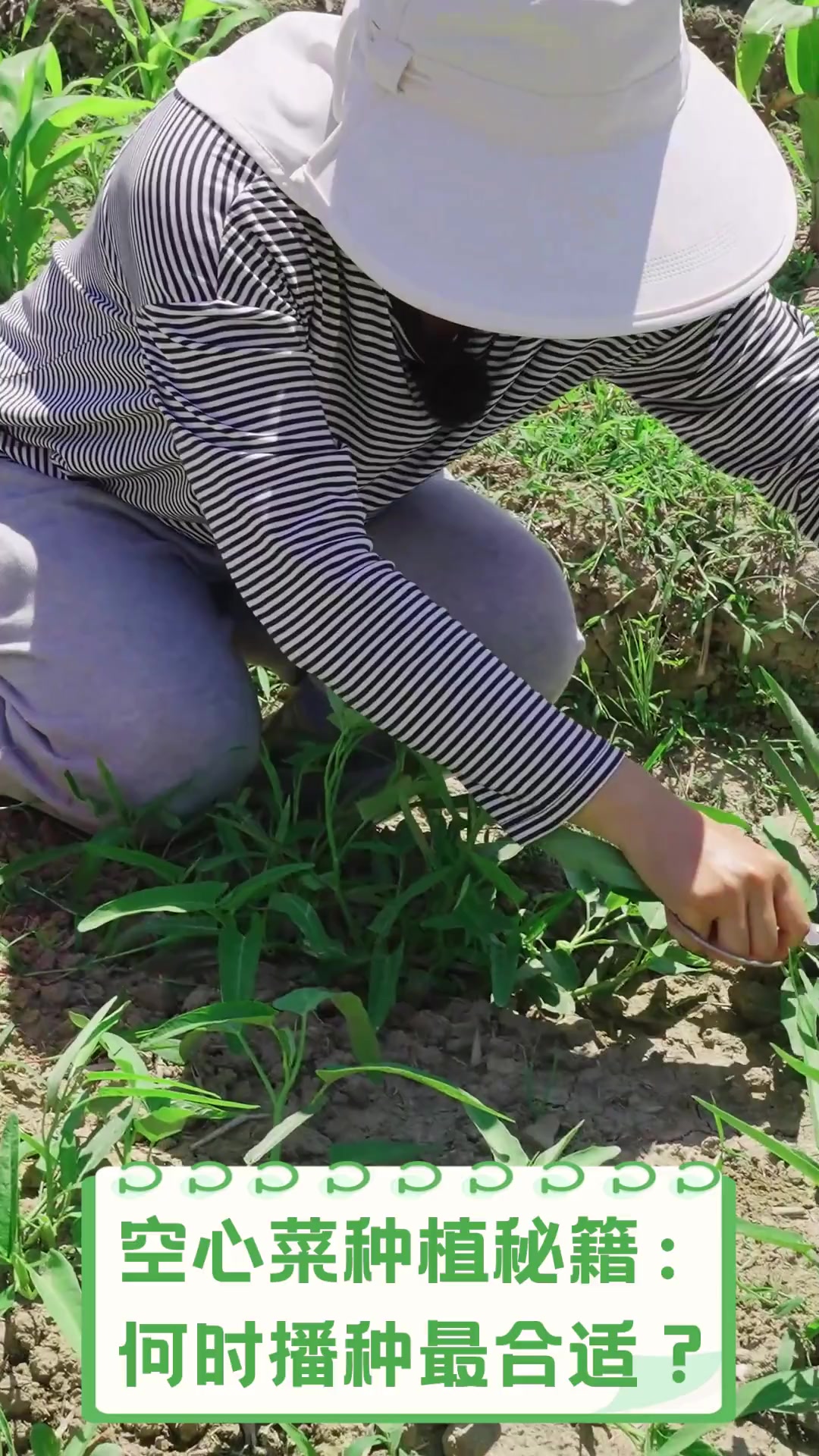 空心菜种植秘籍:何时播种最合适?
