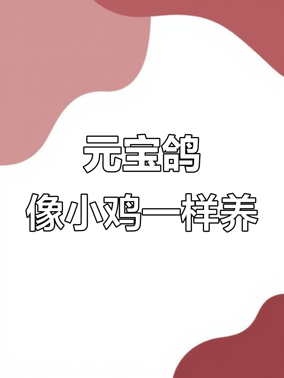 鸽子与鸡杂交,元宝鸽轻松孵化小崽子