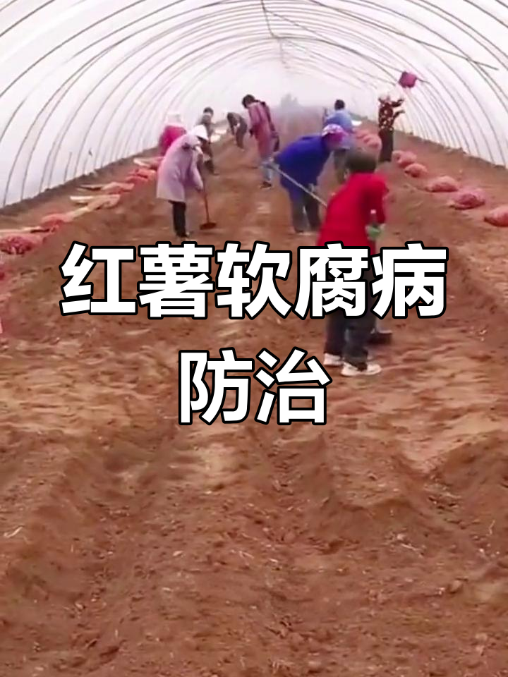 红薯育苗后,如何预防软腐病