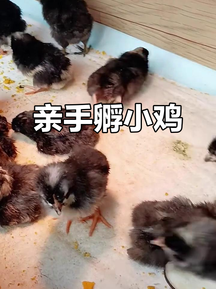 小鸡孵化全过程,21天收获13只萌宠