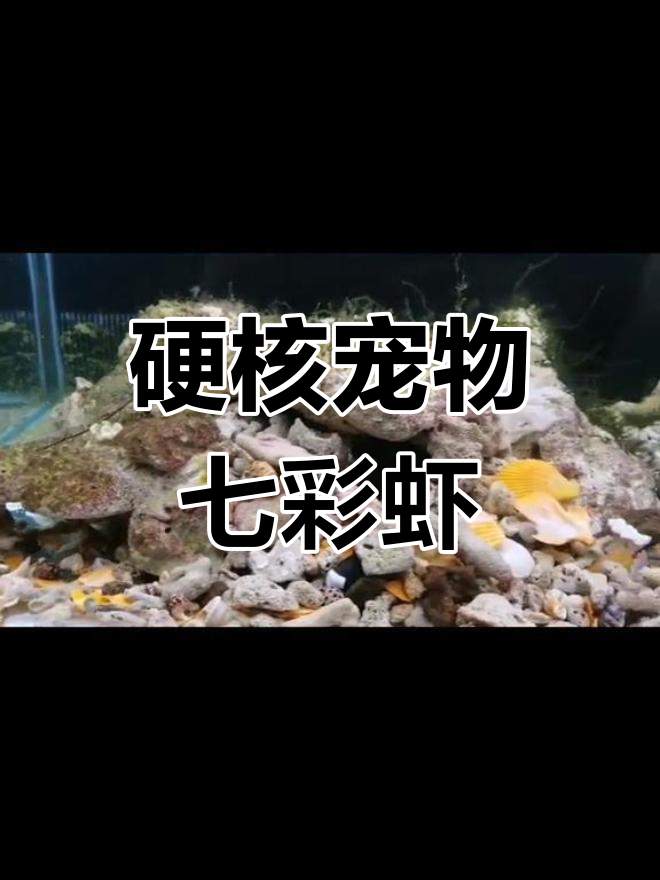 七彩螳螂虾,挑战手指极限
