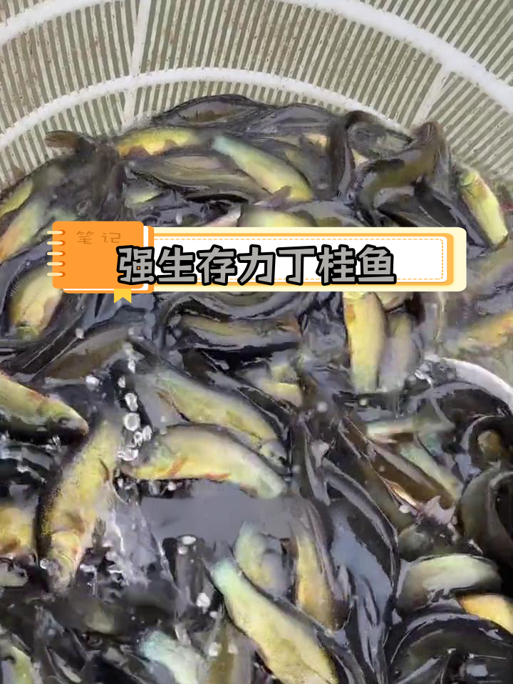 丁桂鱼:耐寒抗病,南北皆宜的杂食性鱼类