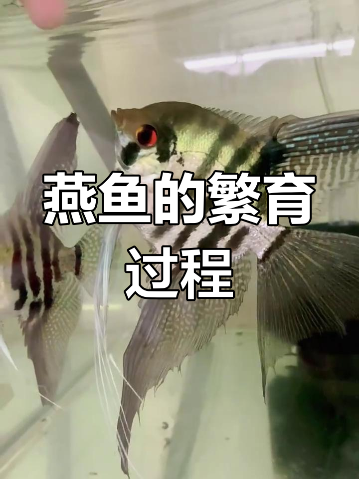 燕鱼繁殖揭秘:从产卵到小鱼起飞全过程