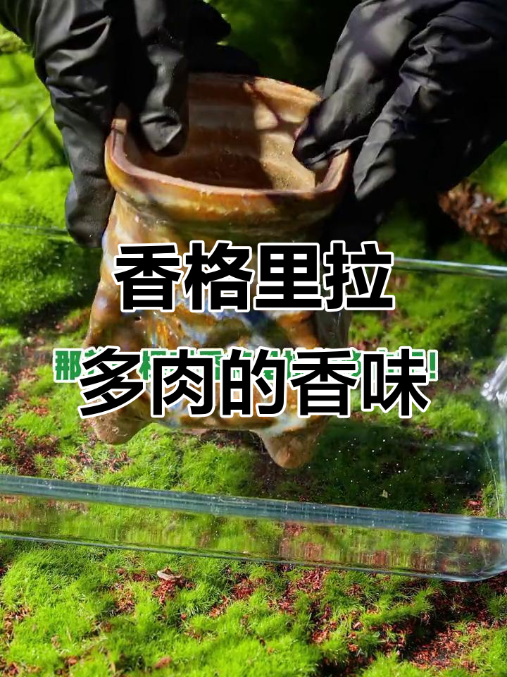 香格里拉多肉植物,香气四溢让人沉醉